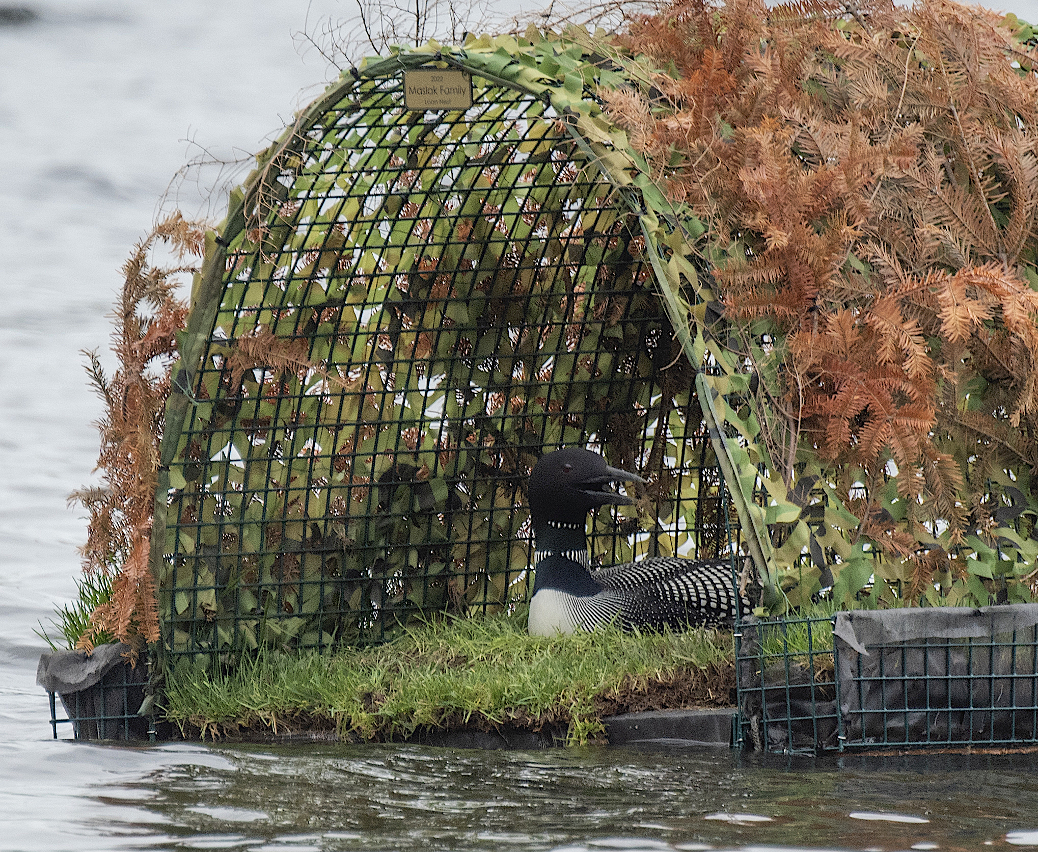 2022 Loon Nest